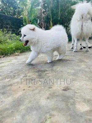 Lion Pomeranian