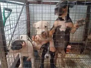 American Bully Puppies