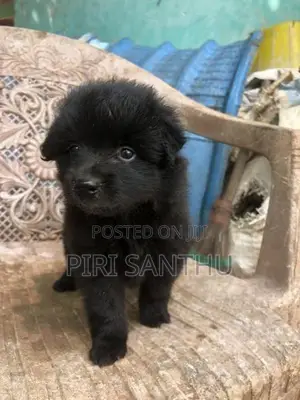 Lion Pomeranian