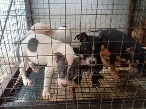 American Bully Puppies