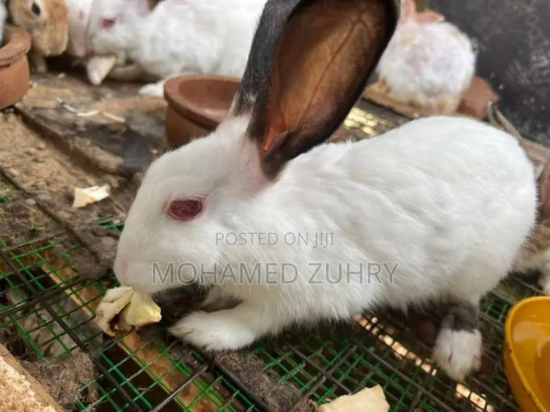Rabbit Female