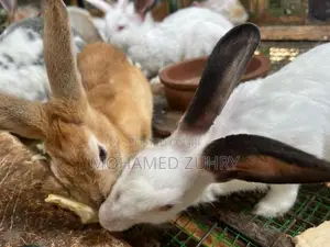 Rabbit Female