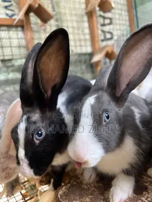 Rabbit Female