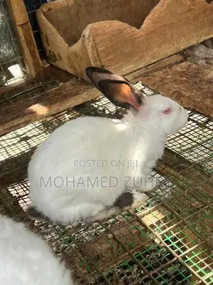 Rabbit Female