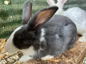 Rabbit Female
