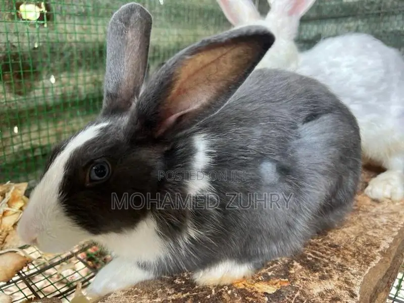 Rabbit Female