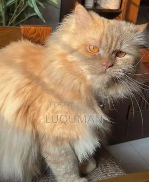 Persian Cats
