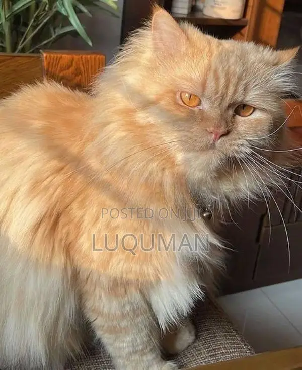 Persian Cats
