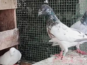 Pigeon