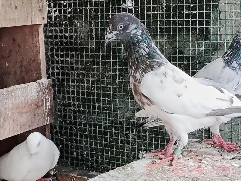 Pigeon