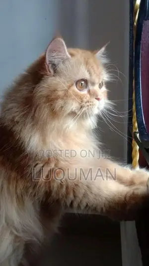 Persian Cats