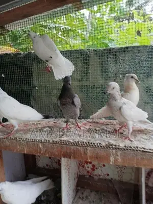 Pigeon
