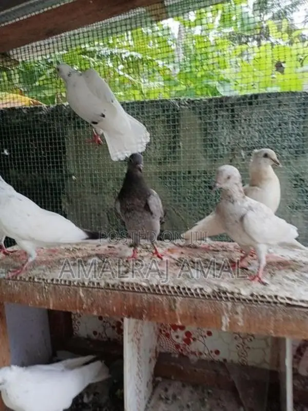 Pigeon