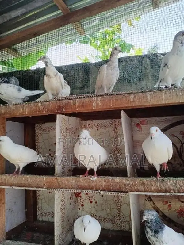 Pigeon