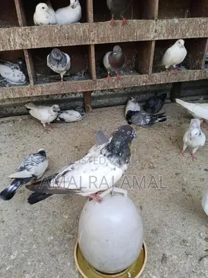 Pigeon