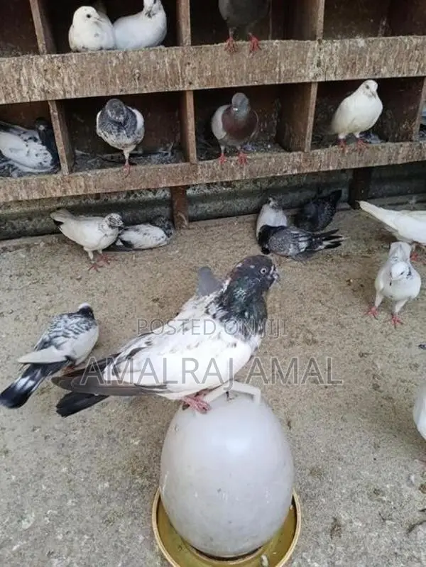 Pigeon