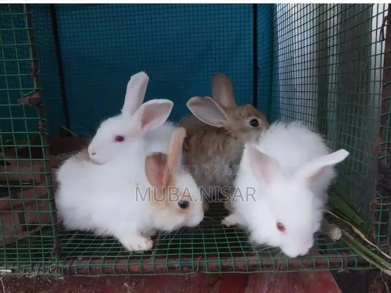 Angora rabbit