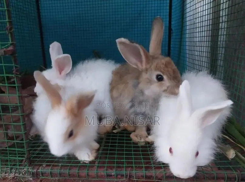 Angora rabbit