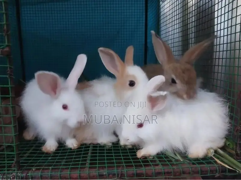 Angora rabbit