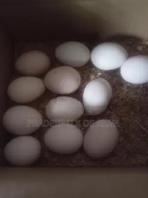 කඩක්නාත් බිත්තර රක්කන්න