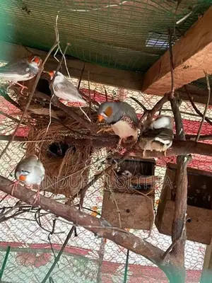Finches Bird