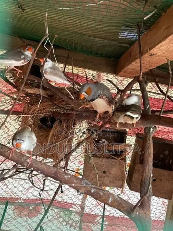 Finches Bird