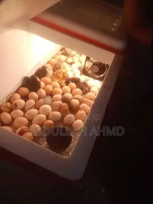 බිත්තර මැෂින්