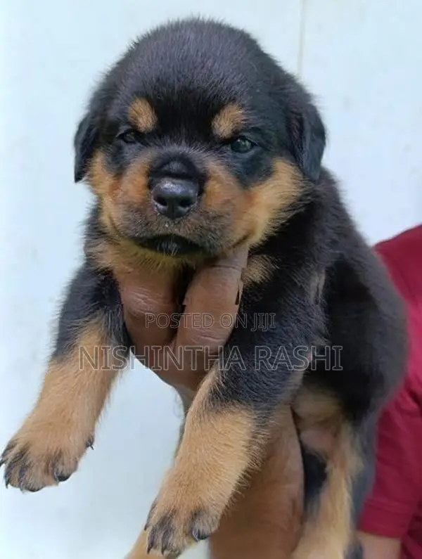 Rottweiler Puppy