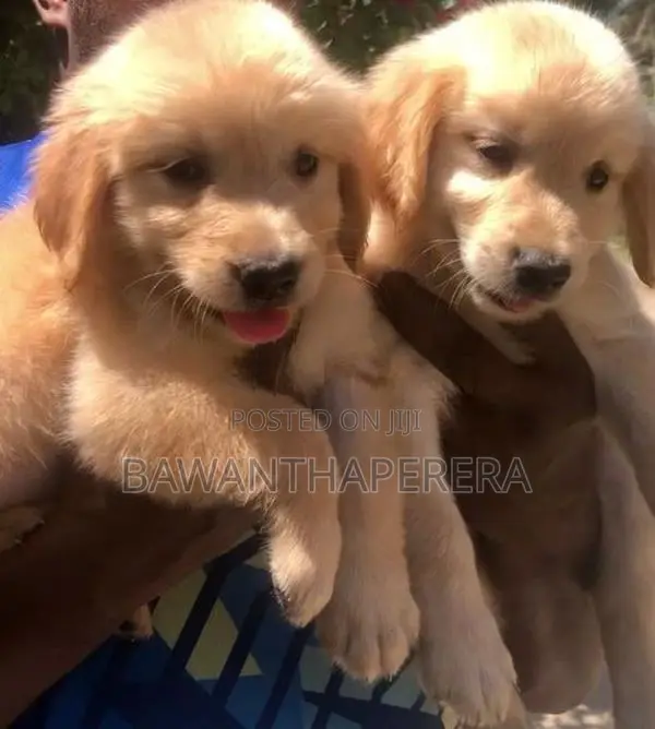 Golden Retriever