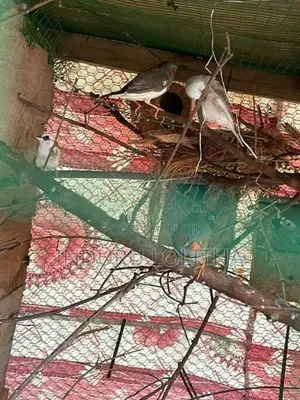 Finches Bird
