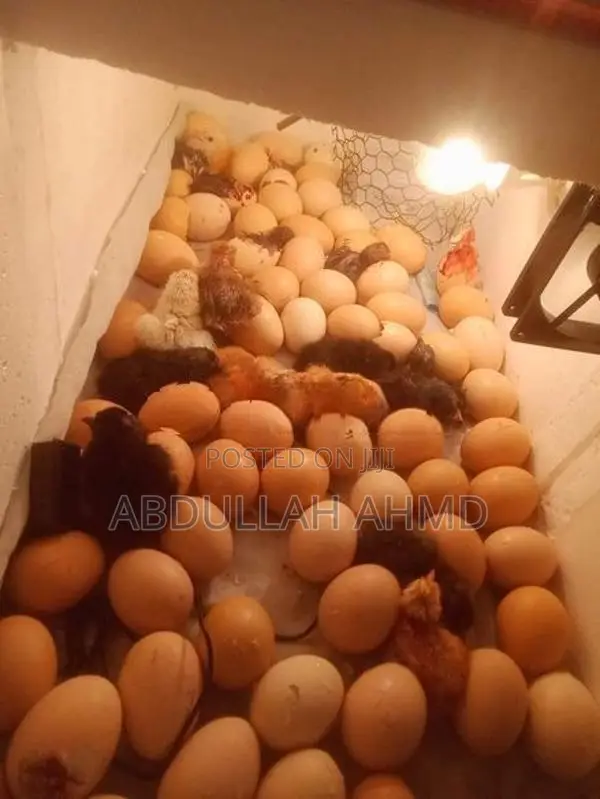 බිත්තර මැෂින්