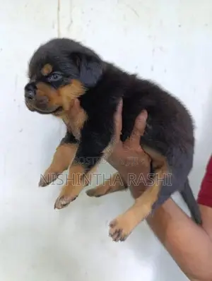 Rottweiler Puppy