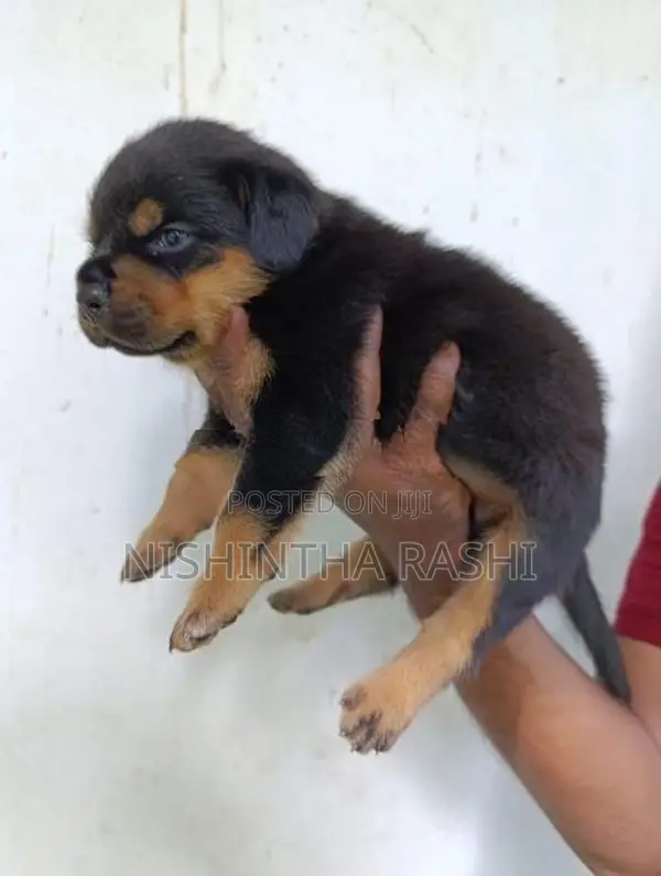 Rottweiler Puppy