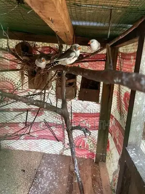 Finches Bird