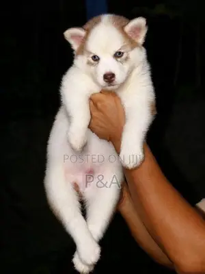 Serbian Husky Puppy