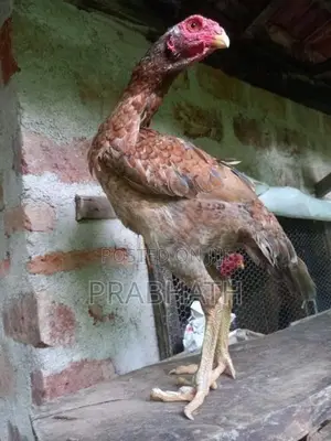 Gam Kikili