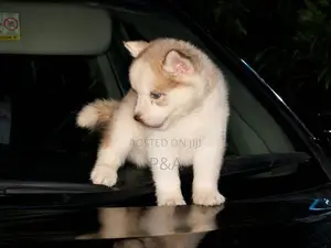 Serbian Husky Puppy