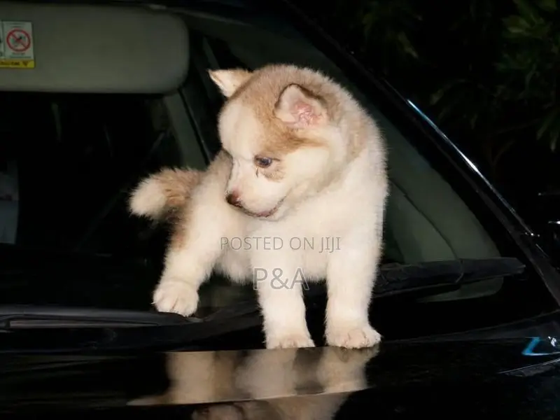 Serbian Husky Puppy