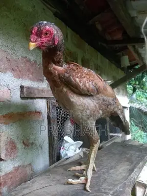 Gam Kikili