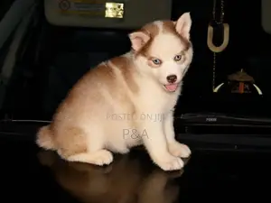Serbian Husky Puppy