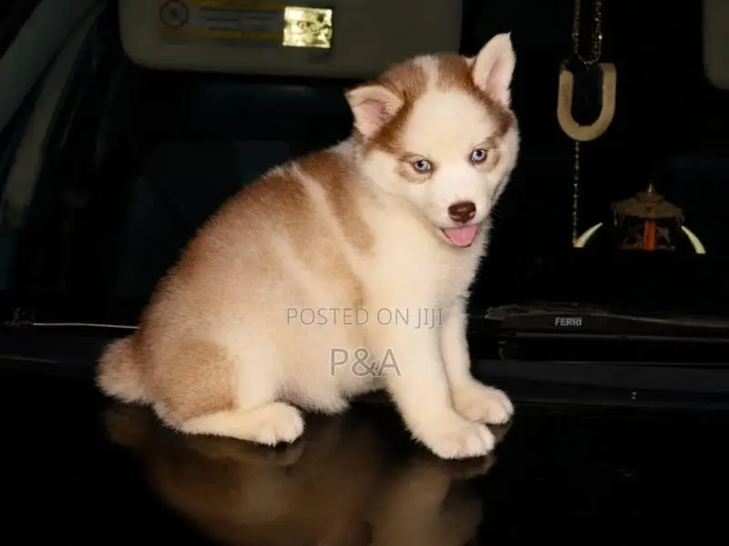 Serbian Husky Puppy