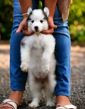 Serbian Husky Puppy