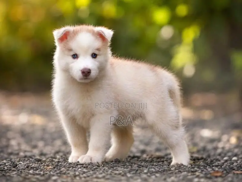 Serbian Husky Puppy