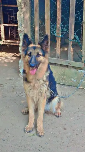 German Shepherd Female Dog