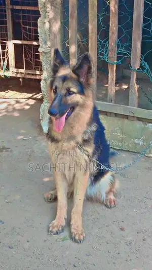 German Shepherd Female Dog