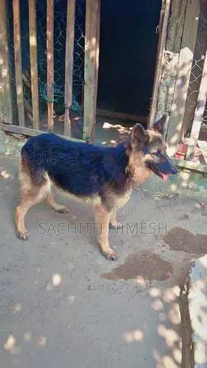 German Shepherd Female Dog