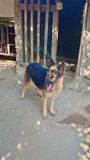 German Shepherd Female Dog