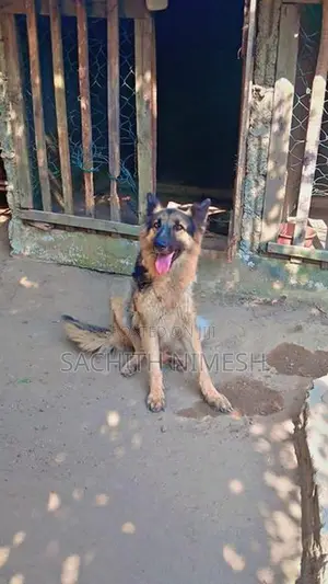 German Shepherd Female Dog
