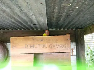 African love bird