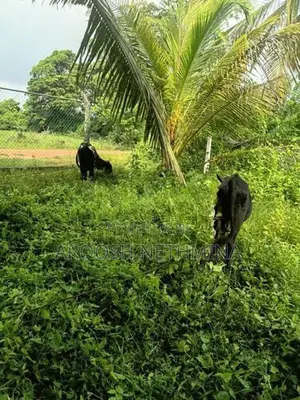 Milk Cow